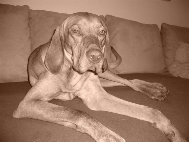 041 Gaston 1107 (Large)