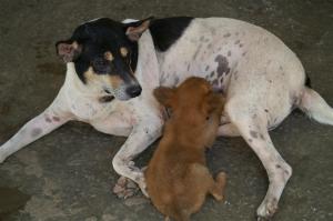 KONICA MINOLTA DIGITAL CAMERA