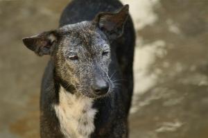 KONICA MINOLTA DIGITAL CAMERA