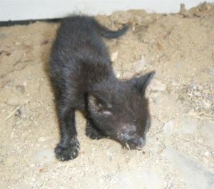 aiki 1, schwerkrank auf strasse (Medium)