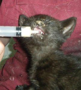 aiki 3, trinkt milch (Medium)