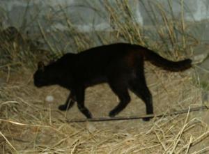 aiki 9, verschwindet in der nacht (Medium)