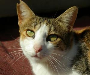 atenea 1 nahaufnahme (Medium)