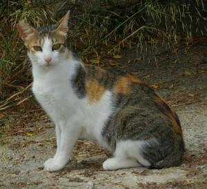 atenea 5 sitzt im garten (Medium)