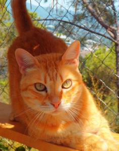 becky 1, ein praechtiger kater(1) (Medium)