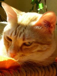 becky 4, beim sonnenbaden(1) (Medium)