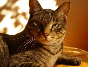 Chu-Chu 1 muy guapo (Medium)