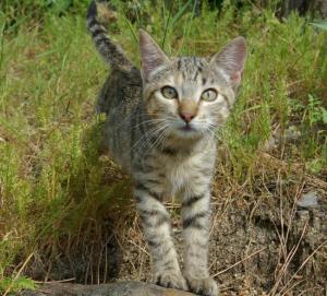 estrellita 5 entdeckt die welt (Medium)