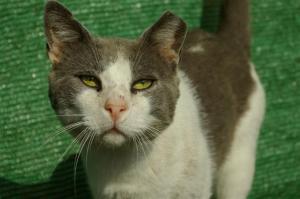 gandalf 1a, marcado por la calle (Medium)