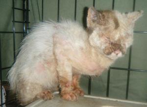 itaca 1b im kaefig (Medium)