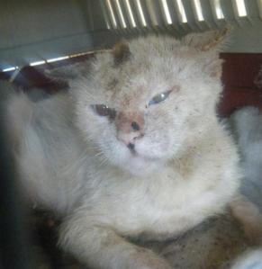 itaca 2, recuperándose (Medium)