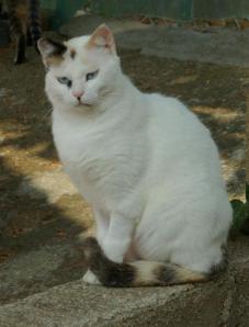 itaca 3, preciosa (Medium)