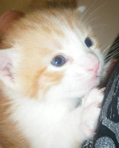 knolli 1, als welpe (Medium)