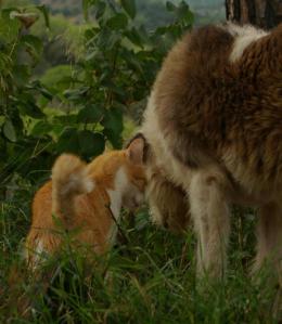 knolli 4, spaziert mit bobby (Medium)