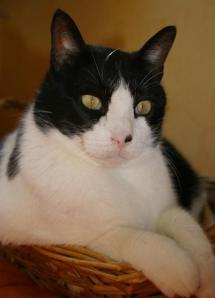 Lucky Luke 1, en cesta (Medium)