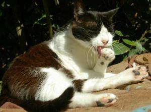 lucky luke 2 putz sich (Medium)