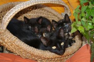 mami 2, con cachorros (Medium)