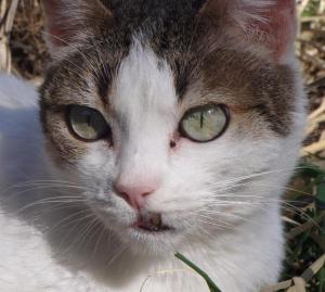 mansi 3, schoene augen (Medium)