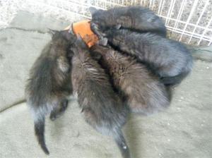 mutti 2, welpen beim fressen (Medium)