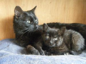 mutti 3, mit welpe (Medium)