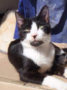 OLYMPUS DIGITAL CAMERA