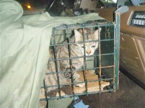 rara 1 en jaulatrampa (Medium)