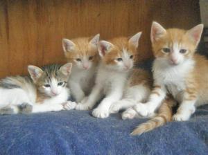 rara 3, cachorros (Medium)