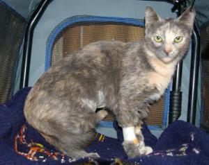 salvi 0, nach op (Medium)