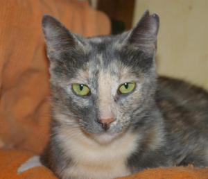 salvi 1 in sofaecke (Medium)