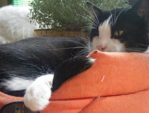 schmusli 2, in korb (Medium)