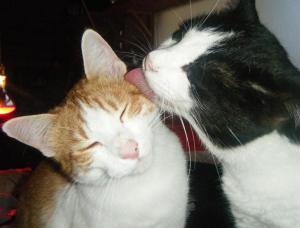 schmusli 3, con forçut (Medium)