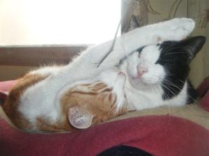 schmusli 4, mit forçut. (Medium)