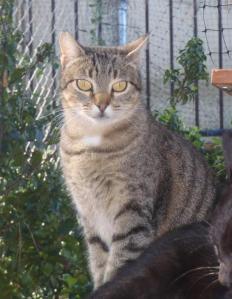 thatcher 1a (Medium)