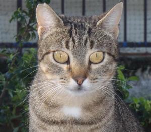 thatcher 2a (Medium)