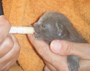 titi 2, milch (Medium)