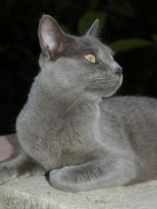 titi 5, grey beauty (Medium)