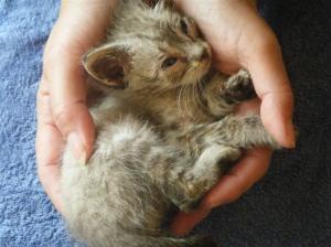 uabi 1, schwerkrank (Medium)