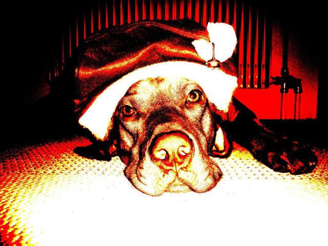 Weihnachts-Gaston (Medium)