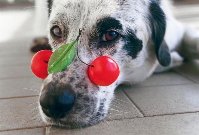 SCAN109Kneu(1) (Large)