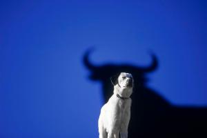 SCAN83GRneu(1) (Medium)