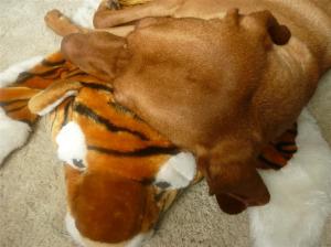 Mein wohlverdientes Geburtstagsschläfchen!