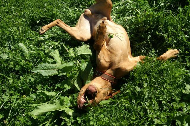 KONICA MINOLTA DIGITAL CAMERA