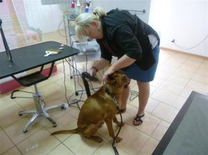 Auch das noch: Der Föhn! Vorsicht - die Ohren!