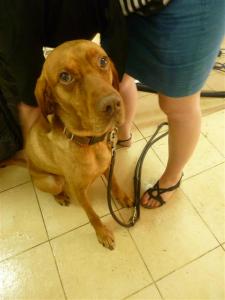 Endlich fertig! Der neue Gaston, parfümiert und gepudert! Frauchen freut sich!