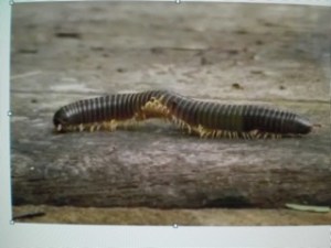 Tausendfüßler Waldemar hat wehe Füße!