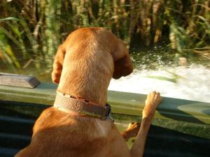 Beobachten ist das A und O!