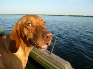 Und zwischendurch die richtigen Antworten bellen!