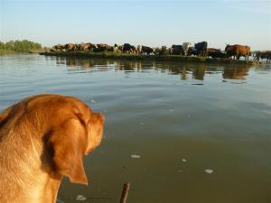 Diese Flussbewohner muss ich noch genau studieren!