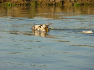 Und was schwimmt da? 