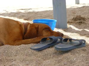 Badeschlappen bewachen!